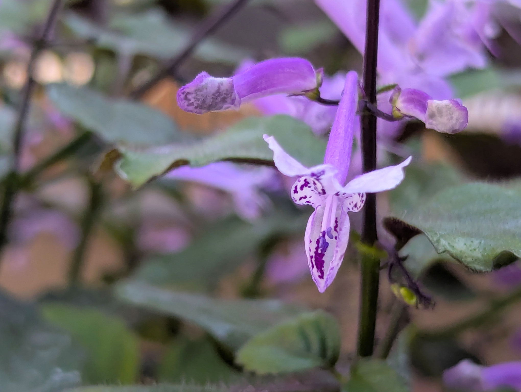 Purple Flower